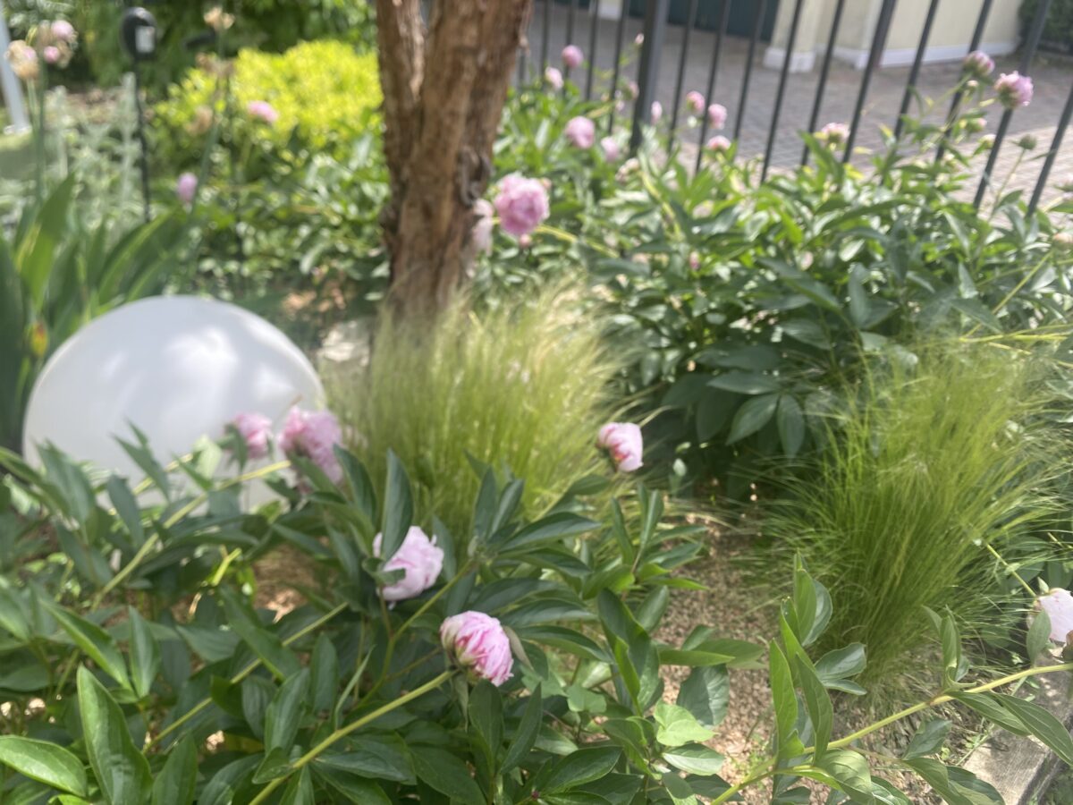 Contrasto fiori e foglie in giardino